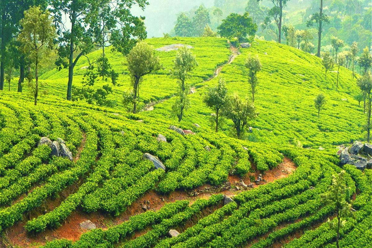 Tea Plantation Sri Lanka