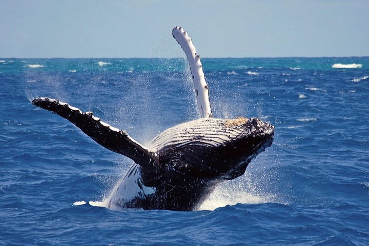 Whale Watching Mirissa Sri Lanka