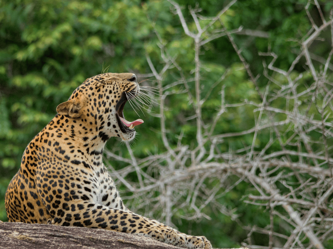 Wildlife Safari Sri Lanka